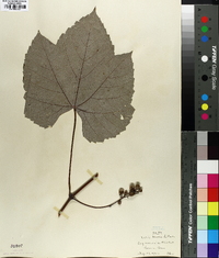 Vitis aestivalis var. bicolor image