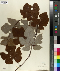 Vitis aestivalis var. bicolor image