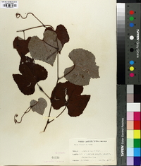 Vitis aestivalis var. bicolor image