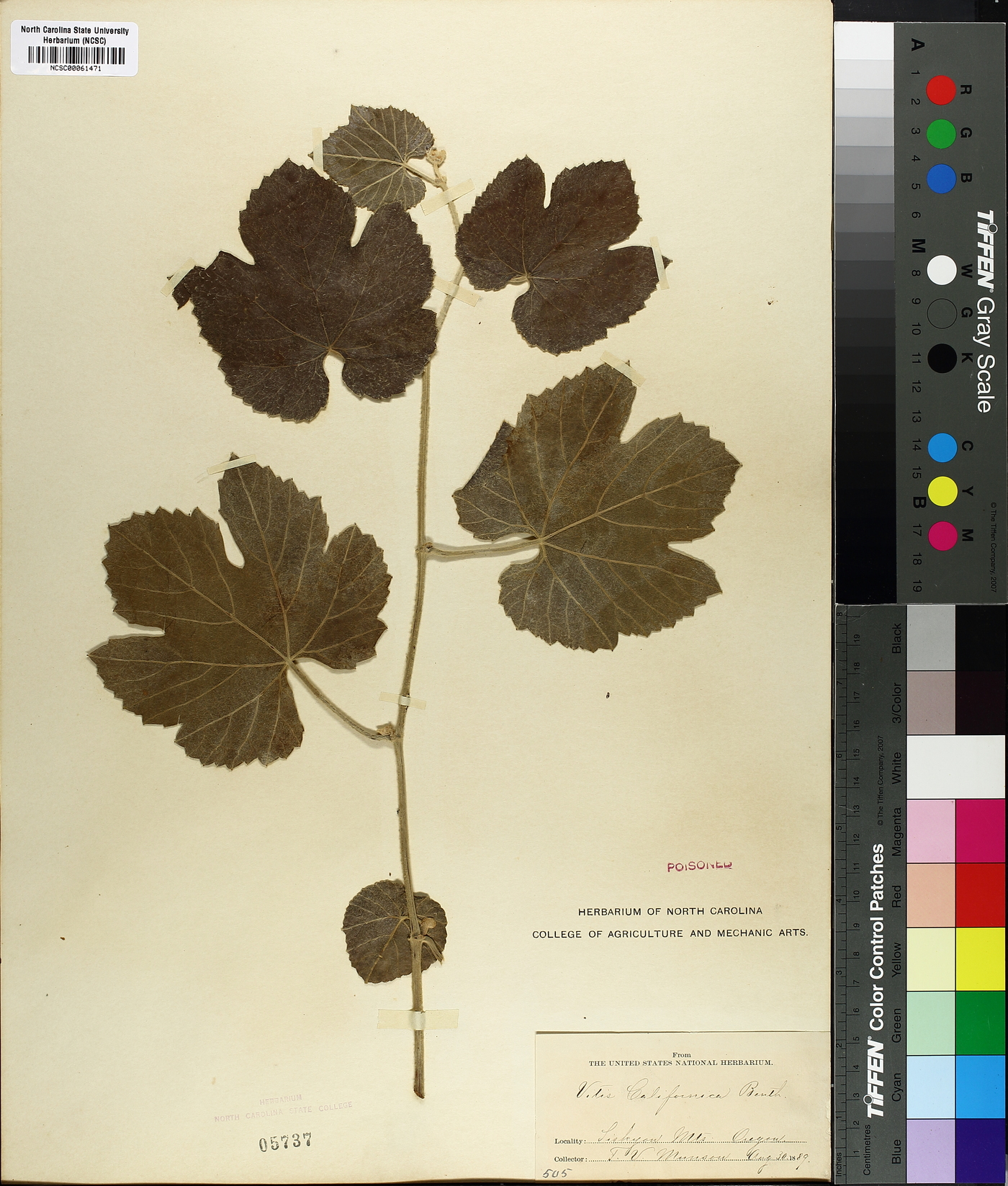 Vitis californica image