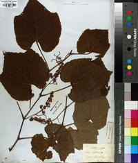 Vitis labrusca image