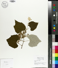 Vitis mustangensis image