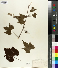 Vitis palmata image