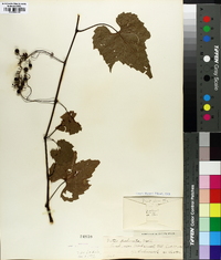 Vitis palmata image