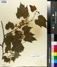 Vitis riparia image