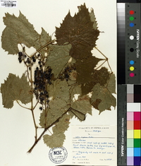 Vitis riparia image