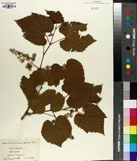 Vitis vulpina image