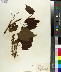 Vitis vulpina image