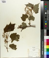 Vitis vulpina image