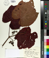 Vitis coignetiae image