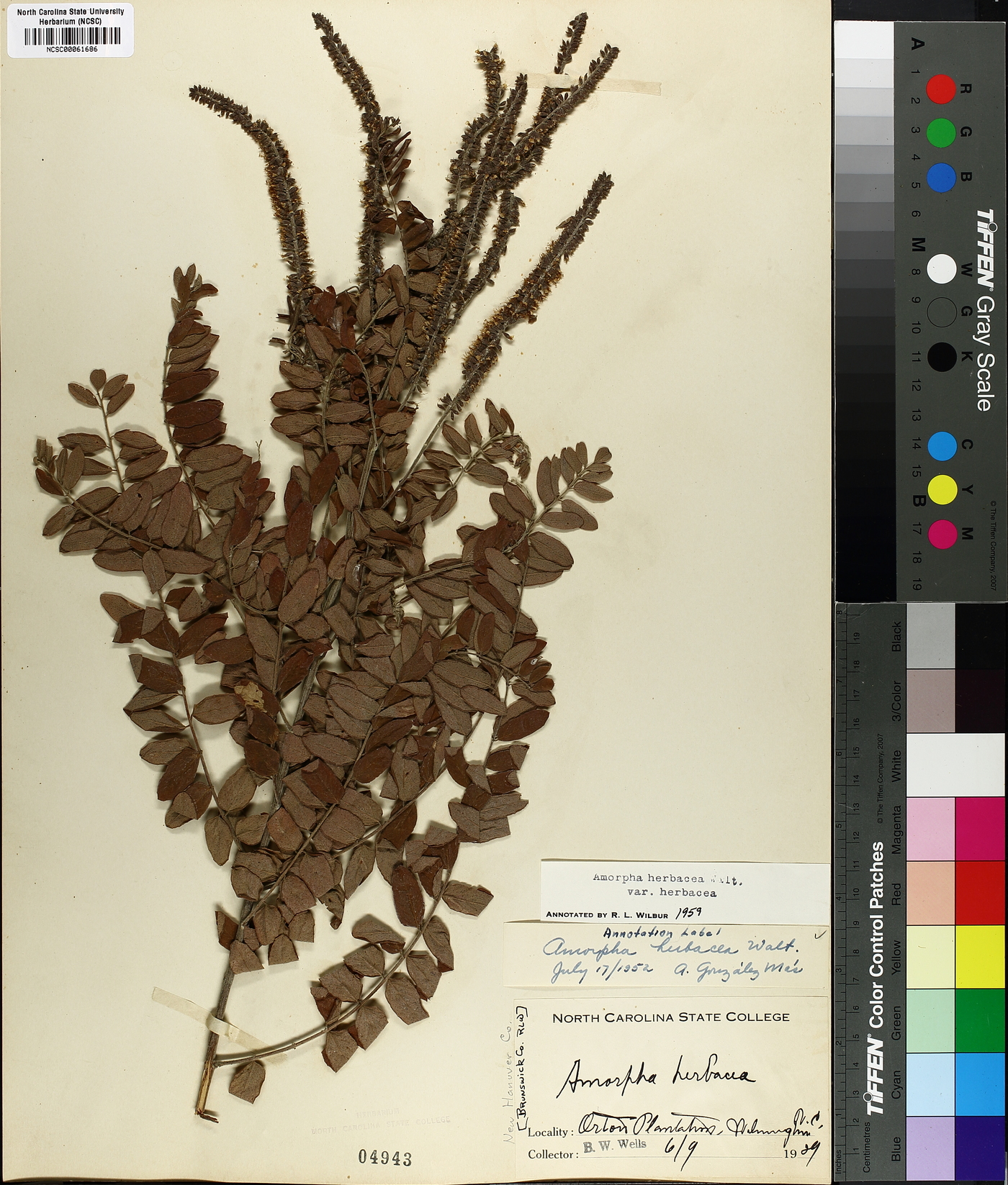 Amorpha herbacea image