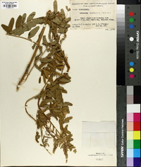 Astragalus canadensis image