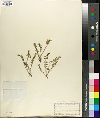 Astragalus alpinus image