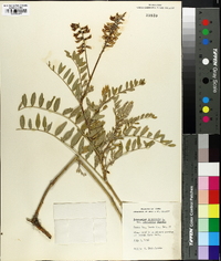 Astragalus canadensis image