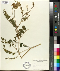 Astragalus canadensis image