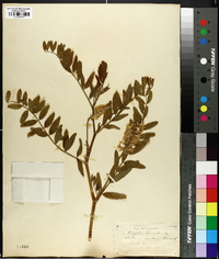 Astragalus canadensis image