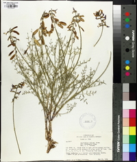 Astragalus coltoni image
