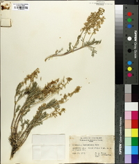 Astragalus bisulcatus var. haydenianus image