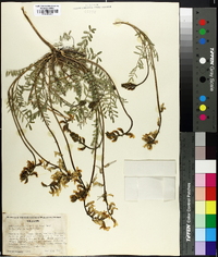 Astragalus laurentii image