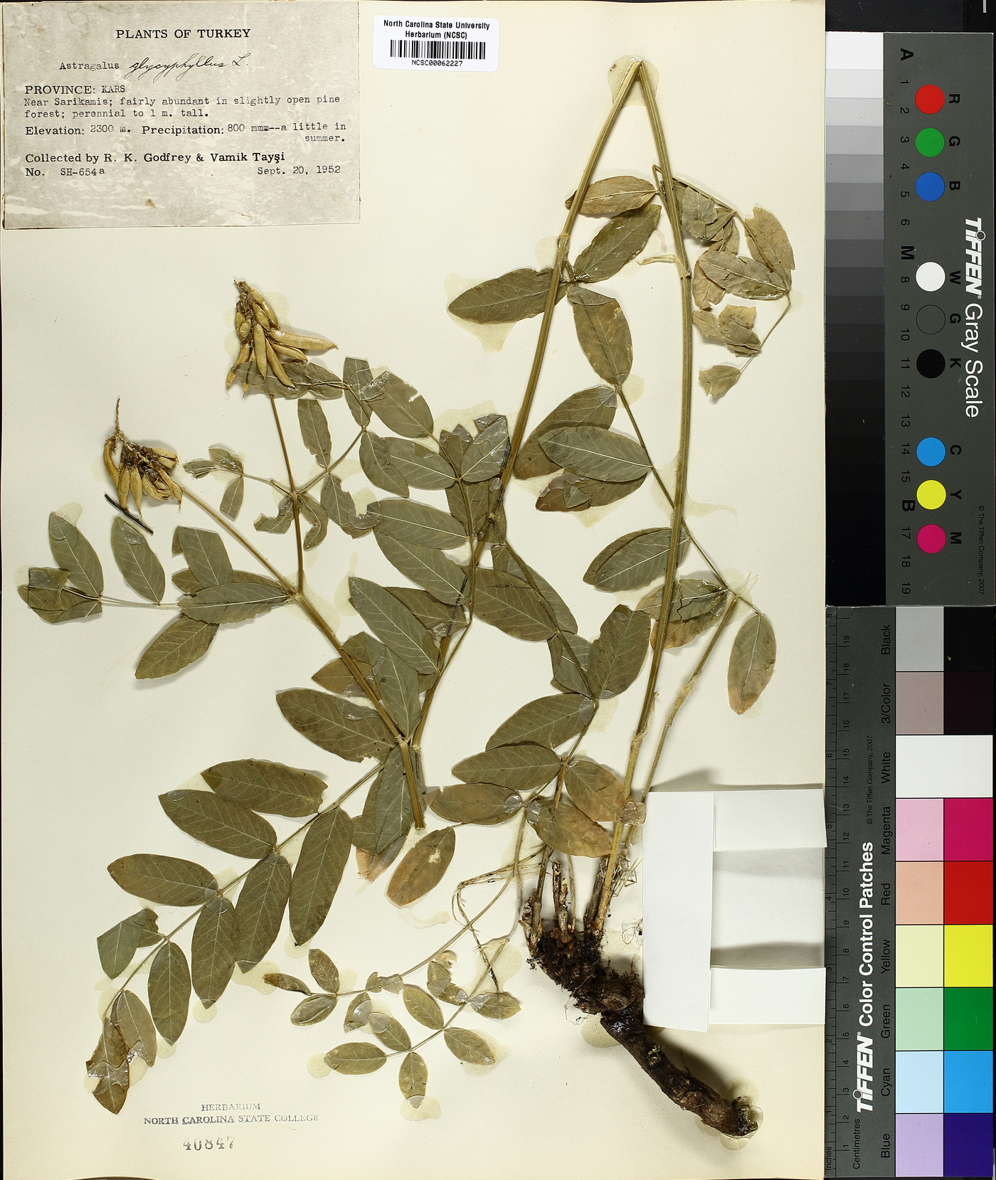 Astragalus glycyphyllus image