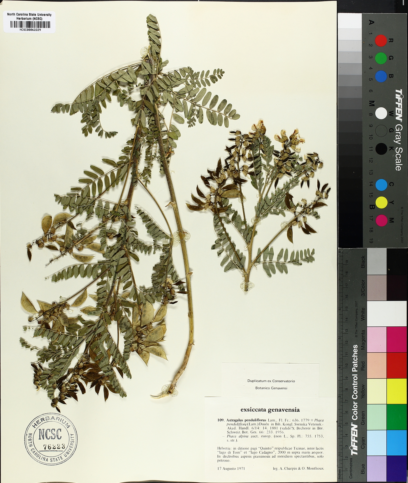 Astragalus penduliflorus image