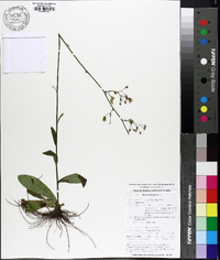 Hieracium gronovii image