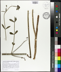 Verbena brasiliensis image