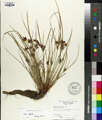 Cyperus bipartitus image