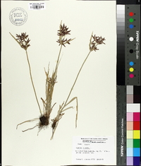 Cyperus rotundus image