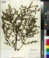 Baptisia tinctoria image