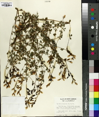 Baptisia tinctoria image