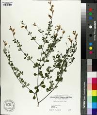 Baptisia tinctoria image