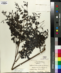 Baptisia tinctoria image