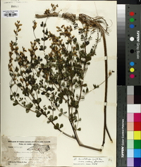 Baptisia tinctoria image