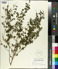 Baptisia tinctoria image