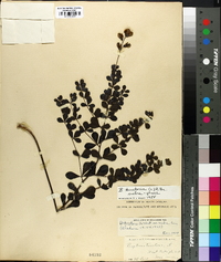 Baptisia tinctoria image