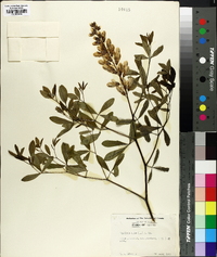 Baptisia alba image