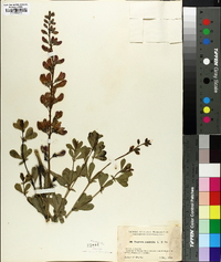 Baptisia australis image