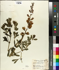 Baptisia australis image