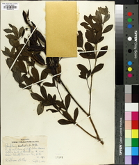 Baptisia australis image