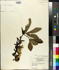 Baptisia bracteata image