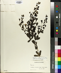 Baptisia calycosa image