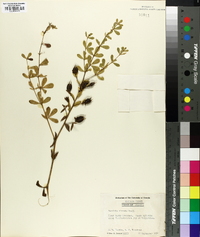 Baptisia hirsuta image