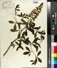 Baptisia alba image