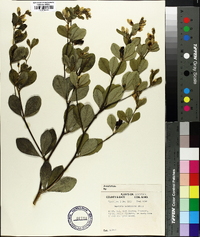 Baptisia nuttalliana image