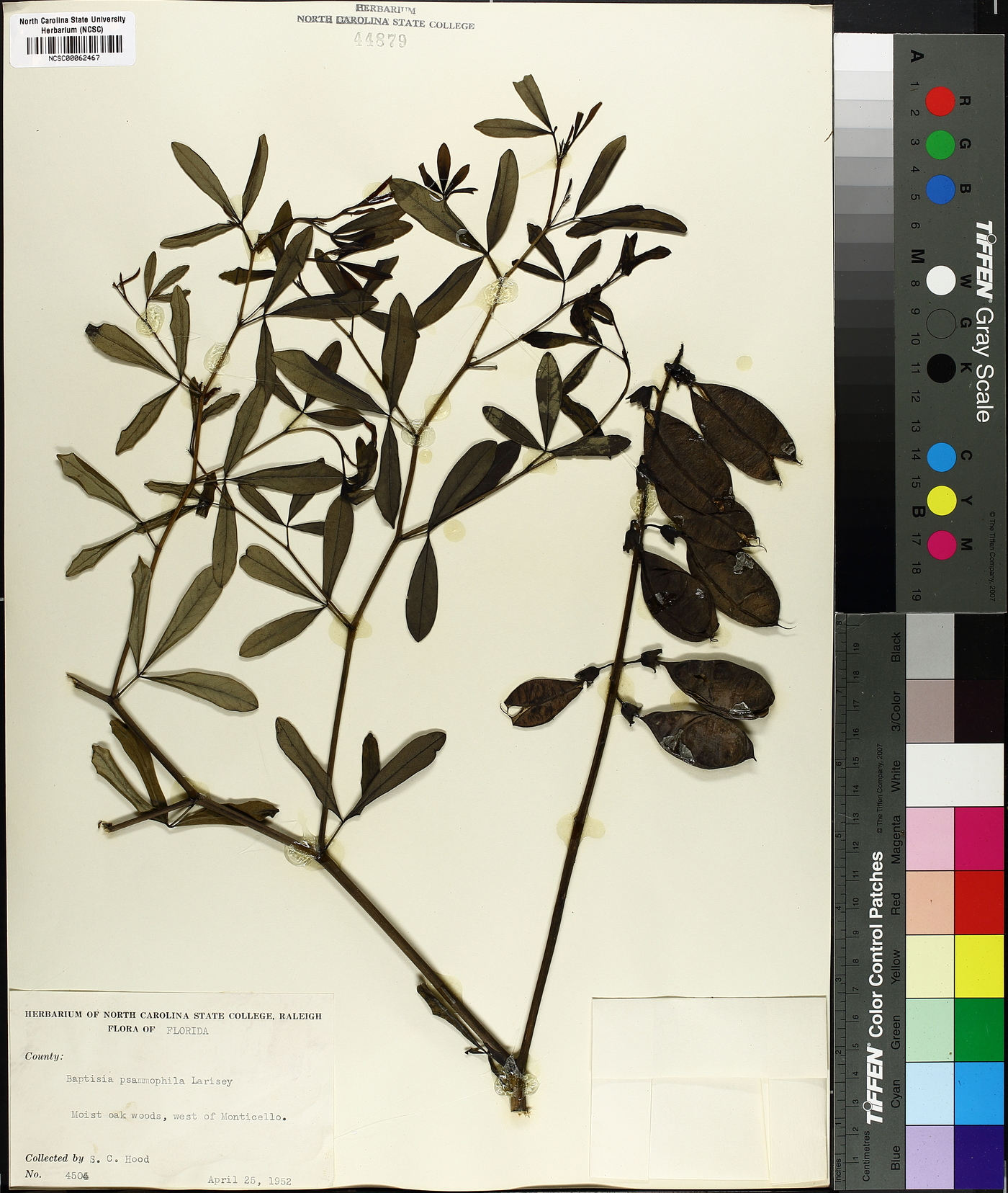 Baptisia psammophila image