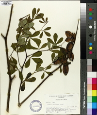 Baptisia psammophila image