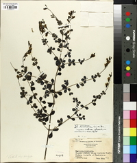 Baptisia tinctoria image