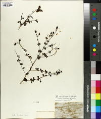 Baptisia tinctoria image