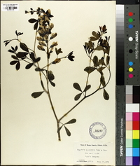 Baptisia alba image